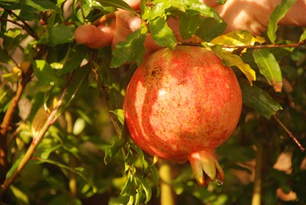 Pomegranate Russian Fruit On Plant